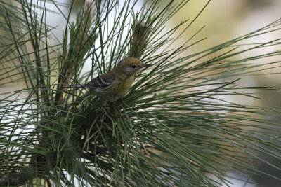 Pine Warbler