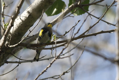 Yellow-Rumped Warbler - Audubon's