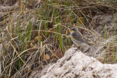 Yellow-Rumped Warbler - Audubon's female