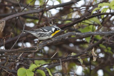 Yellow-Throat Warbler