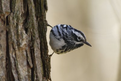Black and White Warbler