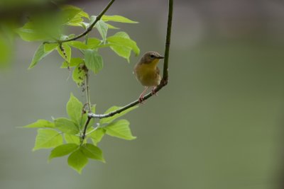 Common Yellowthroat - female