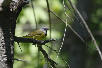 Mourning Warbler
