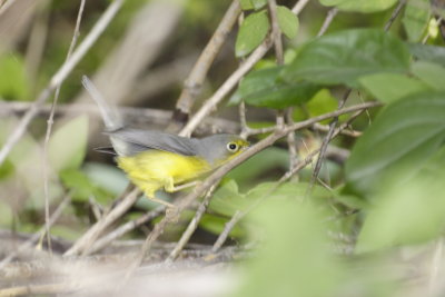 Canada Warbler - Fall