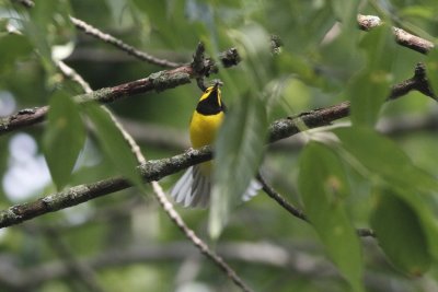 Hooded Warbler