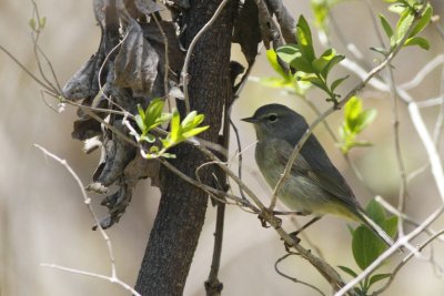 Orange-Crowned Warbler