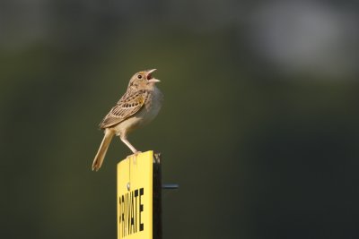 Grasshopper Sparrow