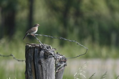 Vesper Sparrow