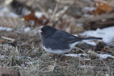 Slate Colored Junco