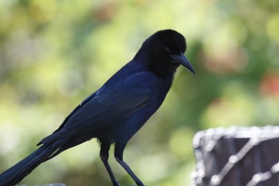 Boat-Tailed Grackle