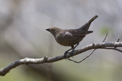 Brown-Headed Cowbird - Female
