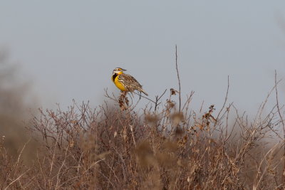 Eastern Meadowlark