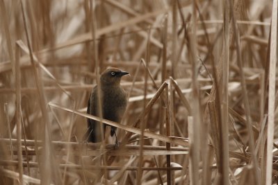 Rusty Blackbird