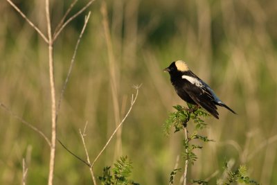 Bobolink