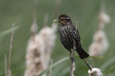 Red-Winged Blackbird - Female