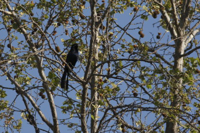 Great-Tailed Grackle
