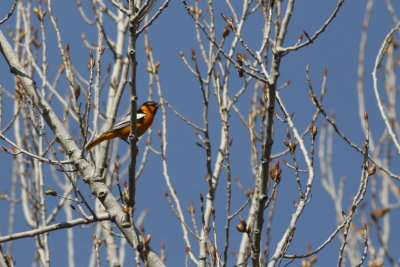 Bullock's Oriole