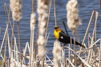 Yellow-Headed blackbird