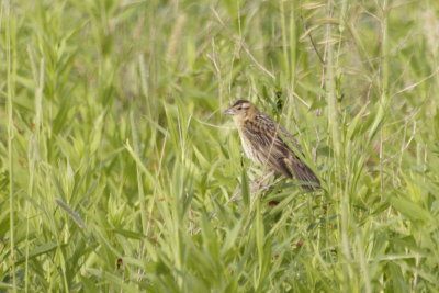 Bobolink - Female