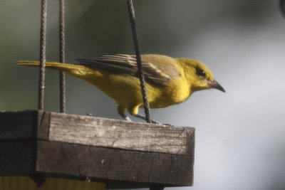 Orchard Oriole - Female