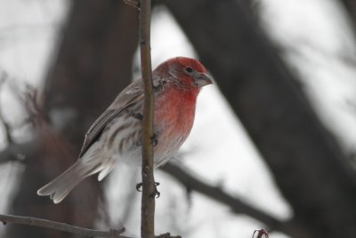 House Finch