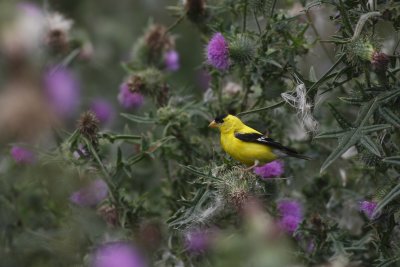 American Goldfinch