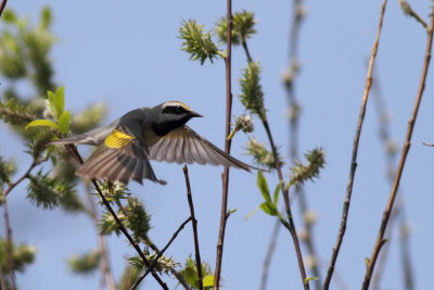 Golden-Winged Warbler