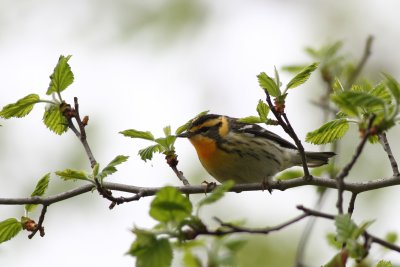 Blackburnian Warbler