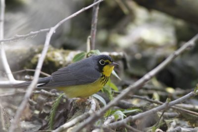 Canada Warbler