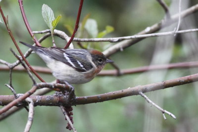 Bay-Breasted Warbler - Female