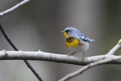 Wood Warblers