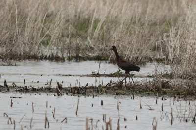 White Faced Ibis
