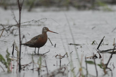 Hudsonian Godwit