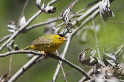 Wilson's Warbler