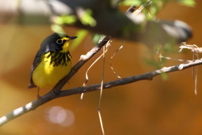 Canada Warbler