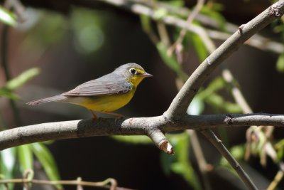 Canada Warbler - Female