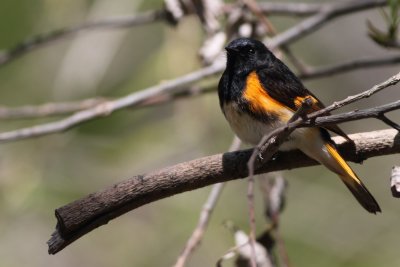 American Redstart