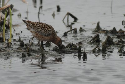 Long-Billed Dowitcher