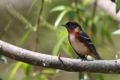 Bay-Breasted Warbler