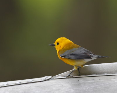 Prothonotary Warbler