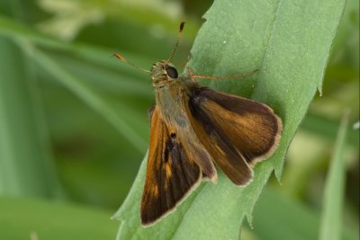 Black Dash Skipper