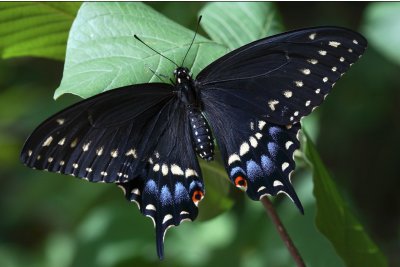 Black Swallowtail - female