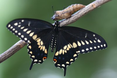 Black Swallowtail - male