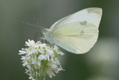 cabbage White