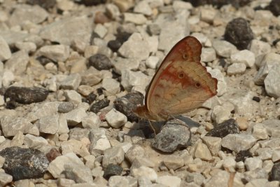 Common Buckeye