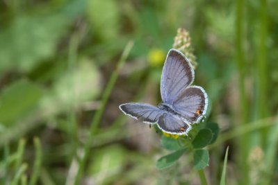Eastern Tailed Blue - Male