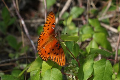 Gulf Fritillary