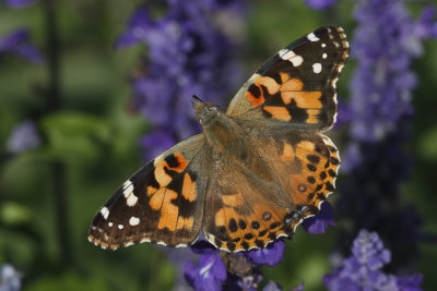 Painted Lady