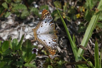 White Peacock