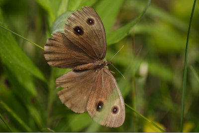 Wood Nymph